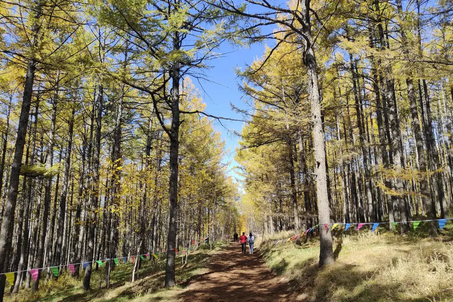 阿爾山氧心森林浴道景區