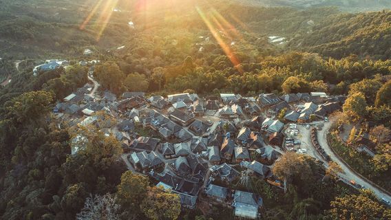 Jingmai Mountain Tea Forest Cultural Scenic Area