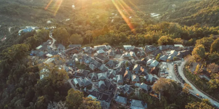 景邁山茶林文化景區