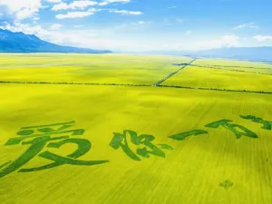 Menyuan Rapeseed Flower Field