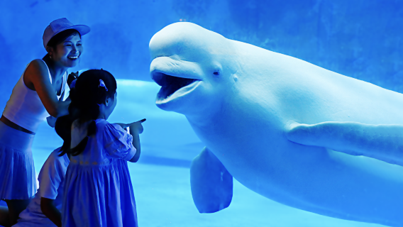 Tianjin  Polar  Ocean Resort