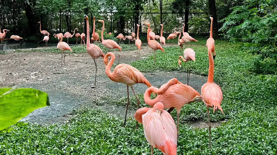 5_曼谷野生動物世界