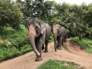 Mae Sa Elephant Camp