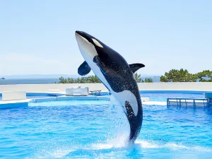 Kobe Suma Seaworld