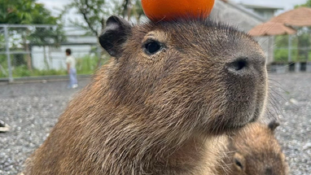 Zhang Mei Ama's Farm (Yuesenning Handmade Workshop)