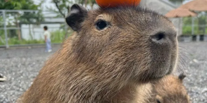 張美阿嬤農場 (月森甯手作工坊)