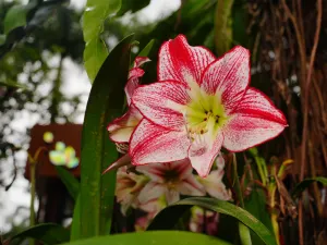 Xinglong Tropical Botanical Garden