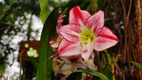 興隆熱帶植物園