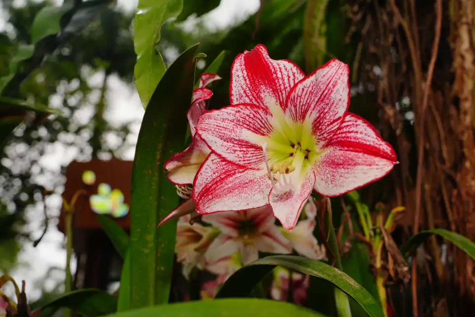 3_Xinglong Tropical Botanical Garden