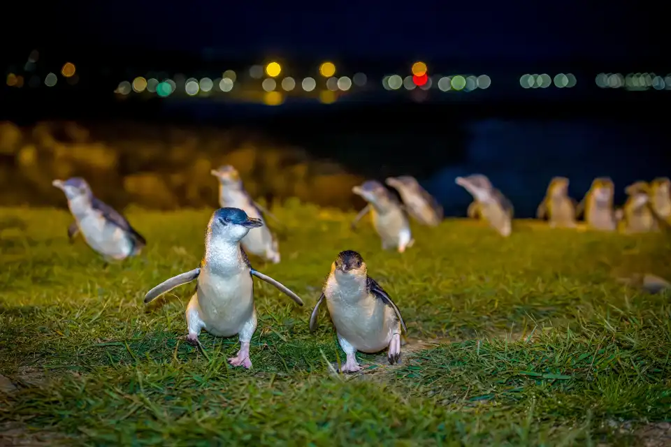 4_Ōamaru Penguins