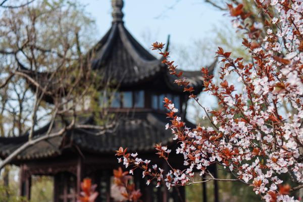 Humble Administrator's Garden