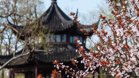 Humble Administrator's Garden (Zhuozheng Garden)