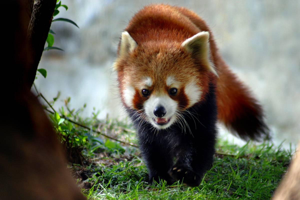 大連森林動物園とは?