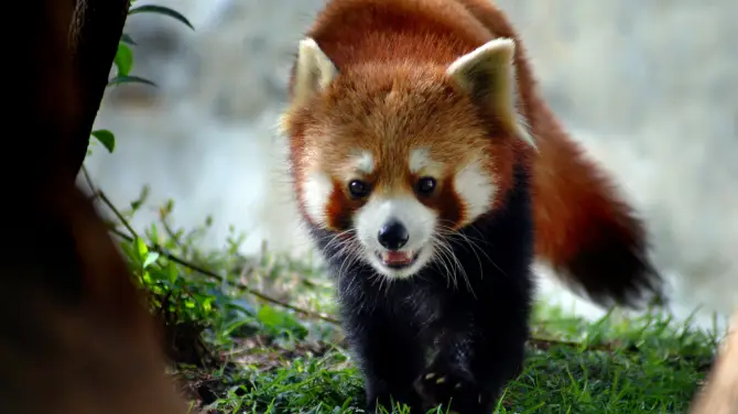 4_大連森林動物園