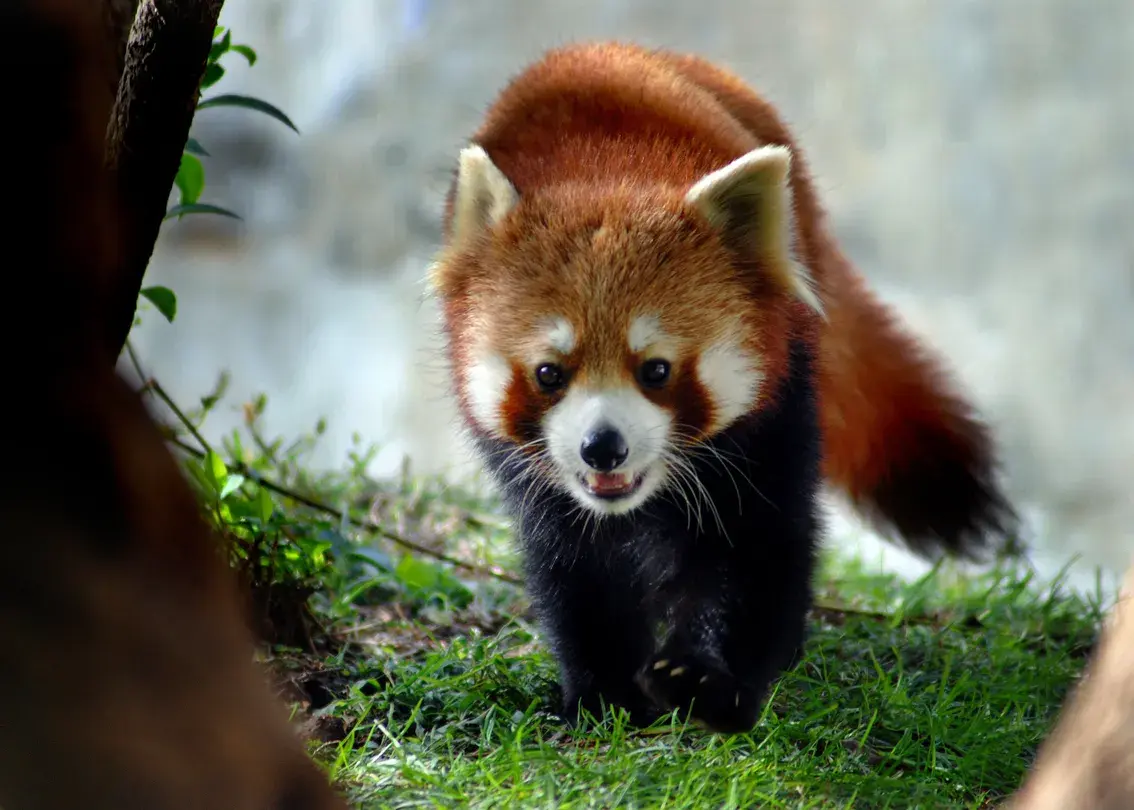 4_大連森林動物園