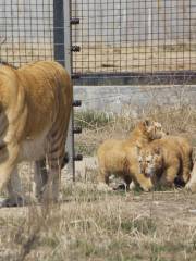 黄河三角洲動物園