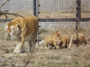 黃河三角洲動物園