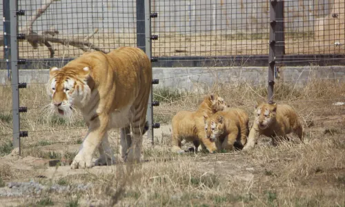 Huanghe Sanjiaozhou Zoo