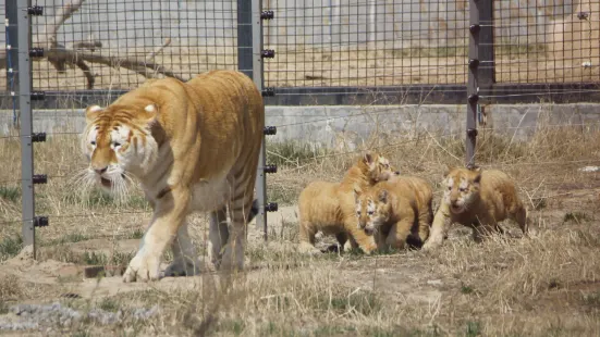 黄河三角洲動物園