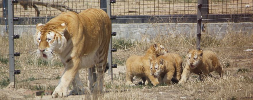 黃河三角洲動物園