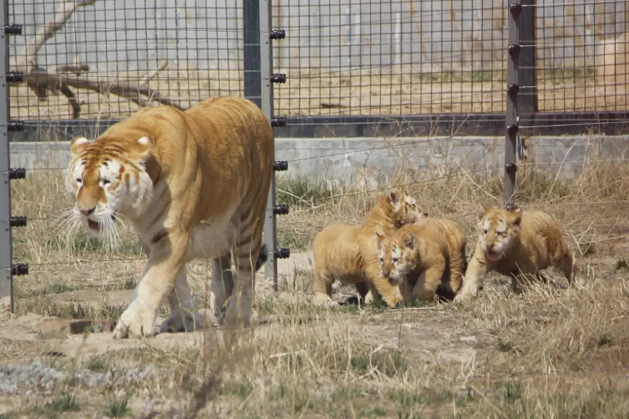 黃河三角洲動物園