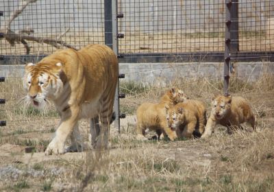 黄河三角洲動物園