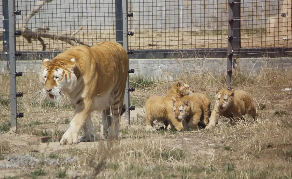 黃河三角洲動物園附近的飯店