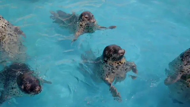 Seal Feeding in Qinhuangdao