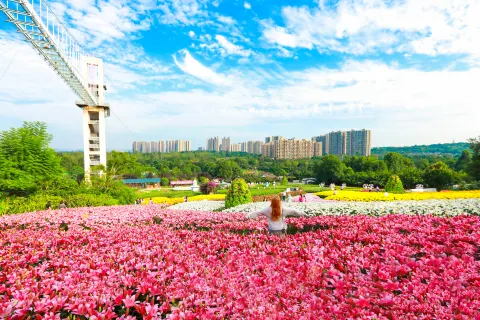 Manhua Sea of Flowers