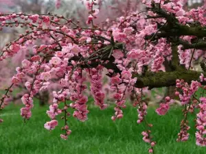 Guizhou Plum Garden