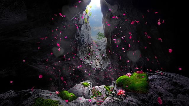 Rainforest Wild ASIA