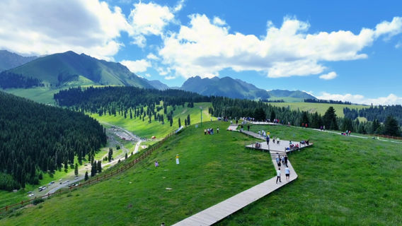Chrysanthemums Terrace