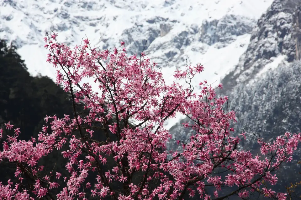 5_Hailuogou&Mt.Gongga China