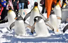 登別海洋公園尼克斯