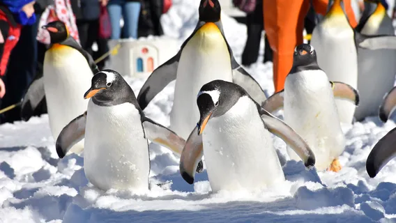 Noboribetsu Marine Park Nixe