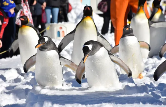 登別海洋公園尼克斯門票成人