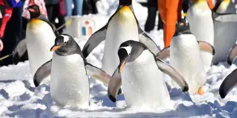 登別海洋公園尼克斯