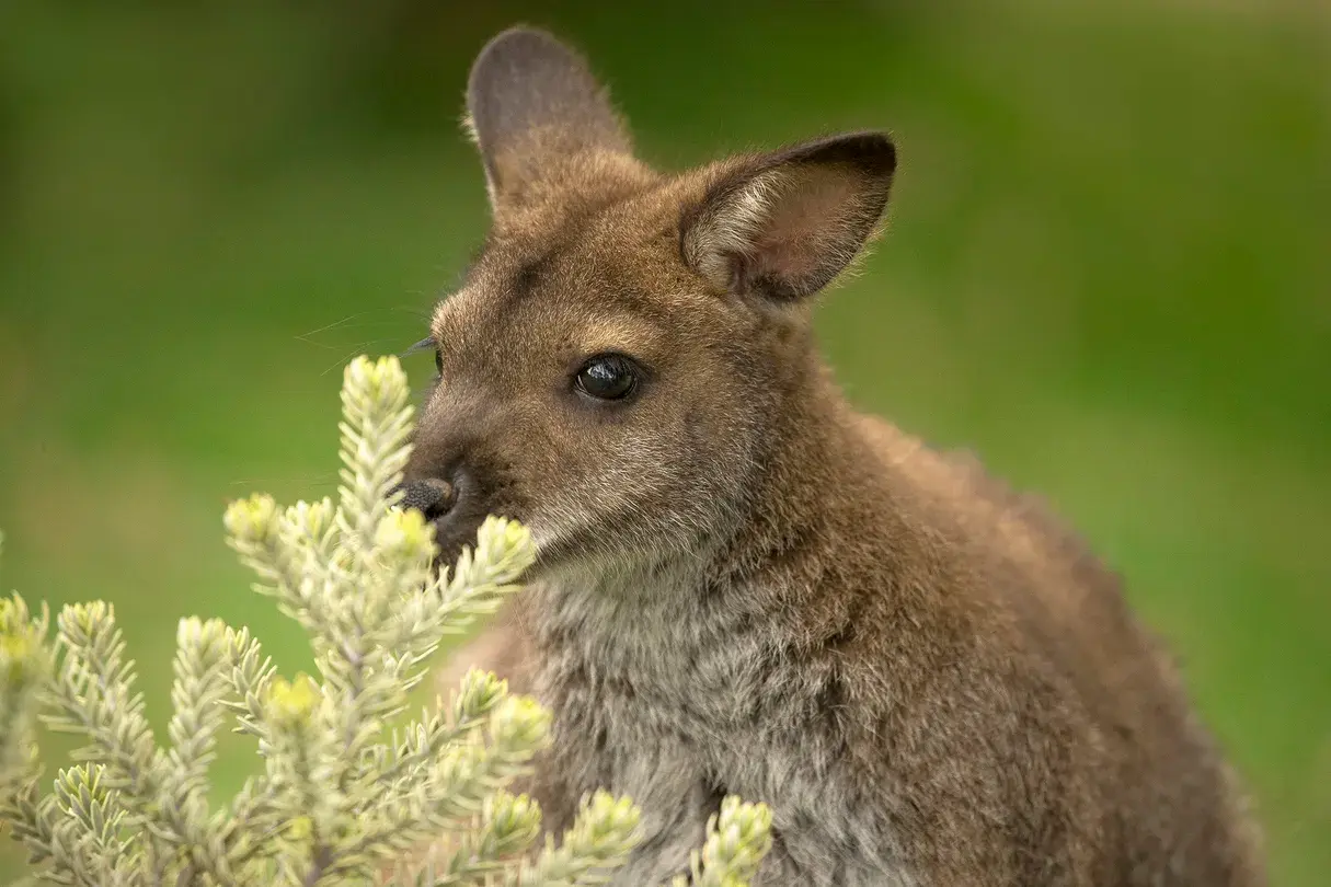 3_San Diego Zoo Safari Park