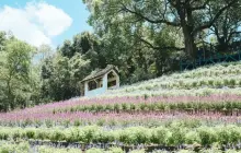 薰衣草森林(臺中新社)