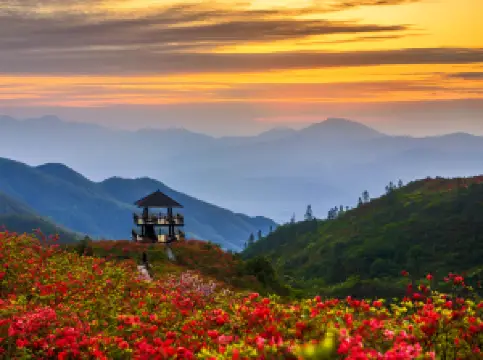 大囲山国家森林公園