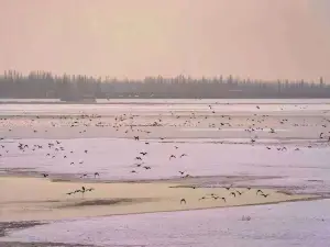 Yarkant National Wetland Park in Shache County