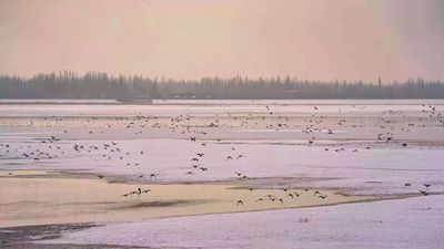 Yarkant National Wetland Park in Shache County