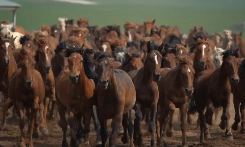 Barhu Mongolian Tribe Folk Tourism Resort