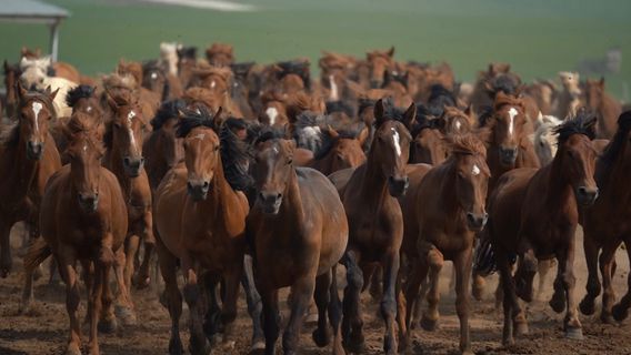 พื้นที่ท่องเที่ยวชนเผ่ามองโกเลียแบบพื้นบ้าน