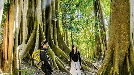 Jinuo Mountain Yano Single Tree Forest Rainforest Hiking