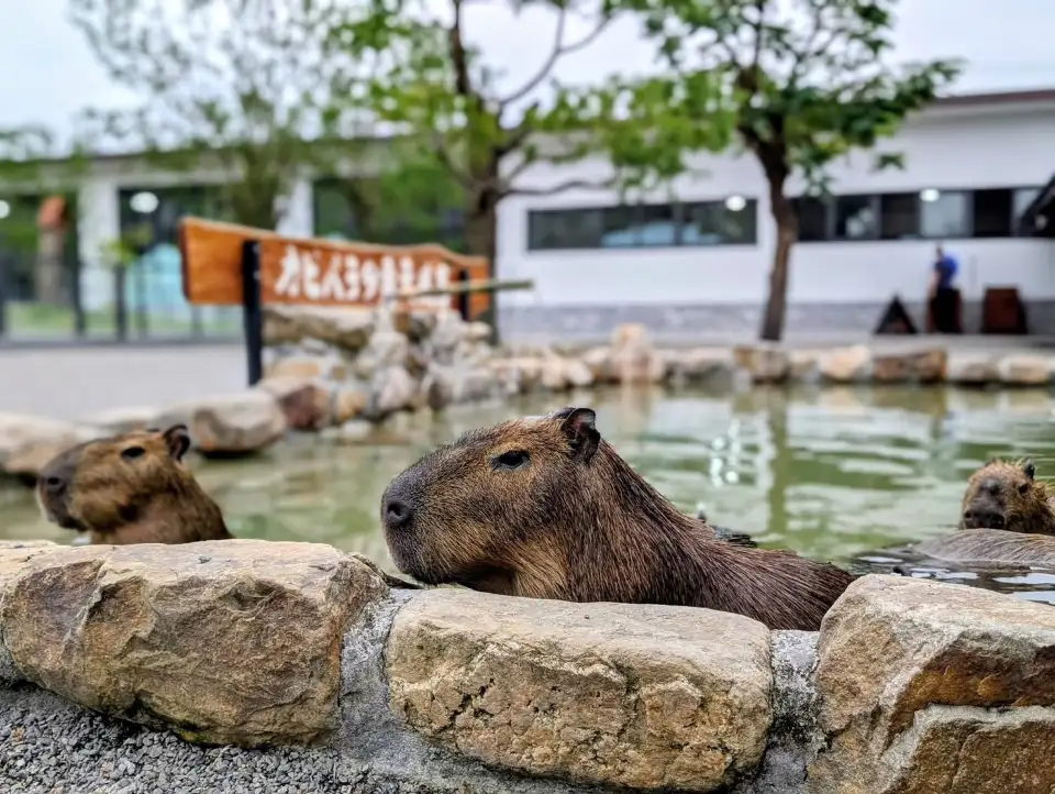2_宜蘭狐狸村(九九峰動物樂園)