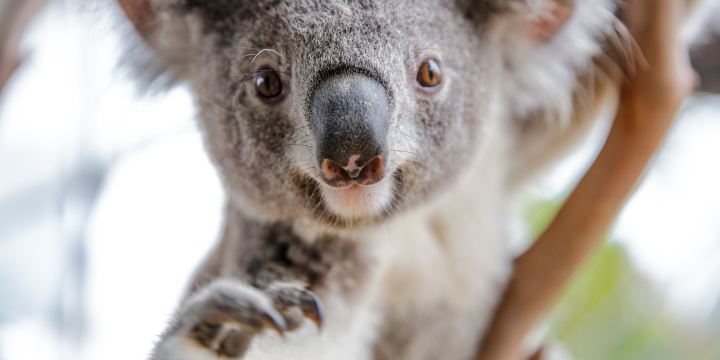 WILD LIFE Sydney Zoo