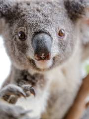 WILD LIFE Sydney Zoo