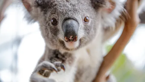 WILD LIFE Sydney Zoo attraction in Sydney