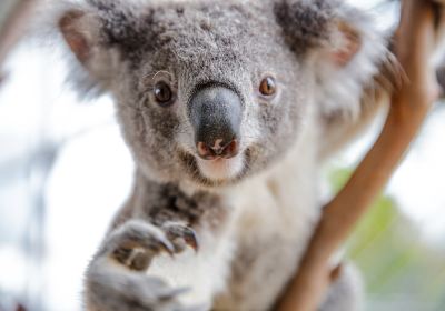 WILD LIFE Sydney Zoo